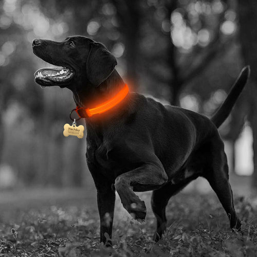 2 PCS BLUE GLOWING DOG SAFETY COLLAR