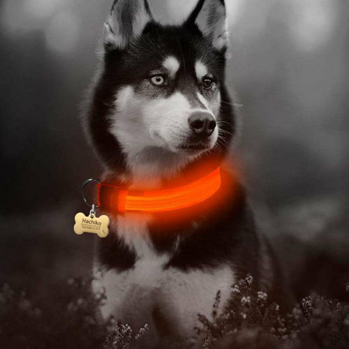 2 PCS BLUE GLOWING DOG SAFETY COLLAR